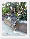 LA_Zoo (9) * Vater und Tochter Giraffe * 1881 x 2508 * (2.34MB)